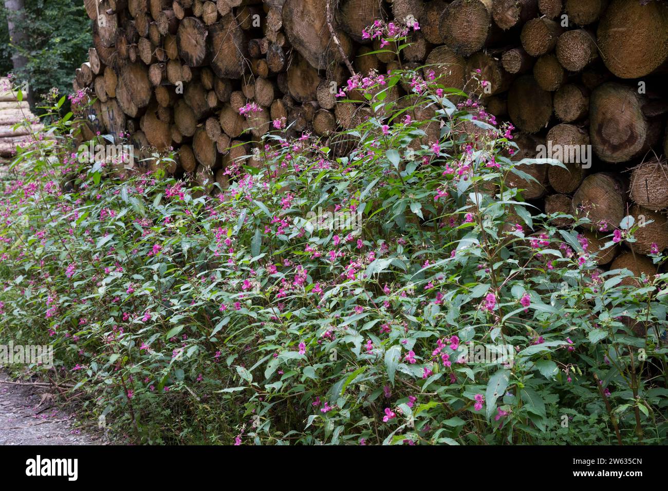 Indisches Springkraut, Drüsiges Springkraut, an einem Waldweg, Impatiens glandulifera, Himalayan Balsam, Policeman`s Helmet, La Balsamine de l'Himalay Stock Photo